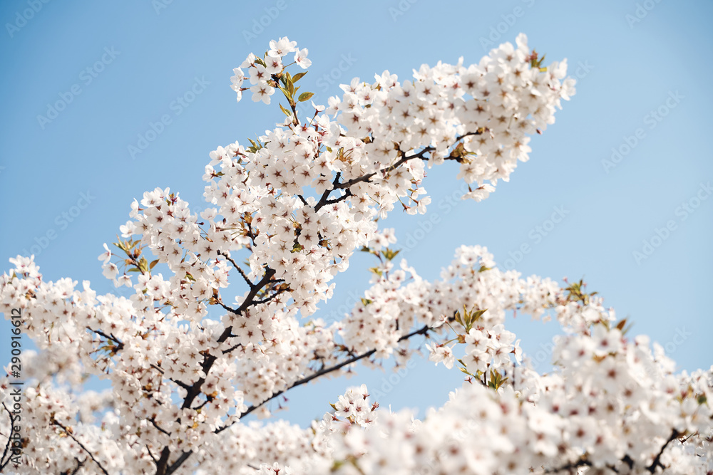 Sakura cherry tree blossoms white flowers