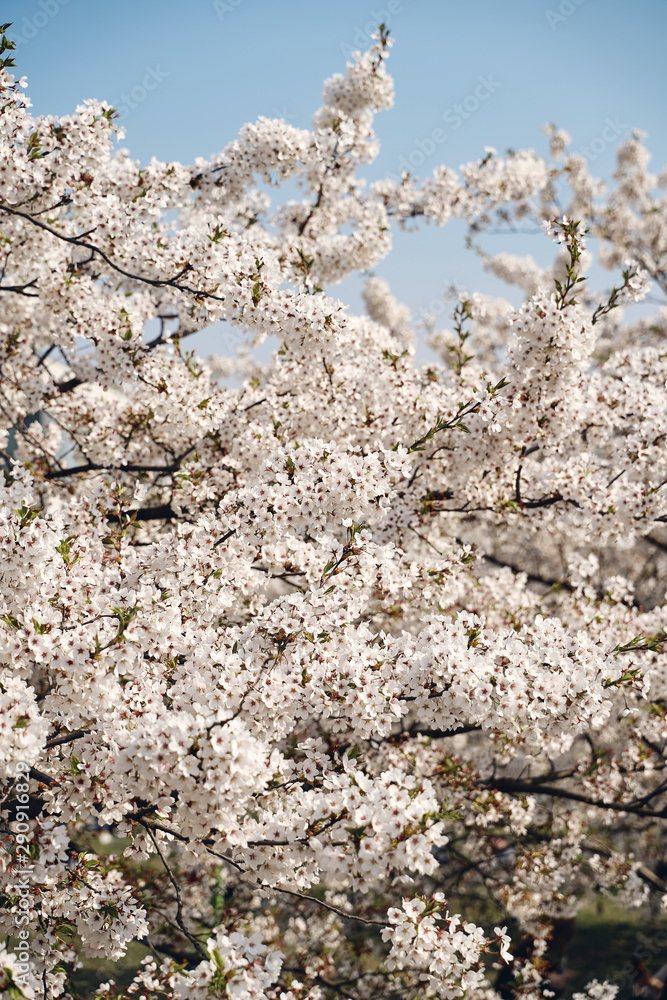 Sakura cherry tree blossoms white flowers Sakura cherry tree blossoms white flowers