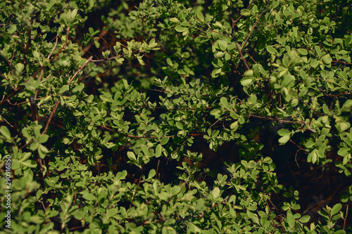 green bushes wall