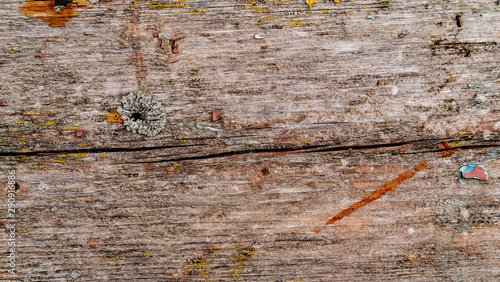 Wood texture background. Horizontal crack on the centre of the board. Old wood surface with old pieces of paint