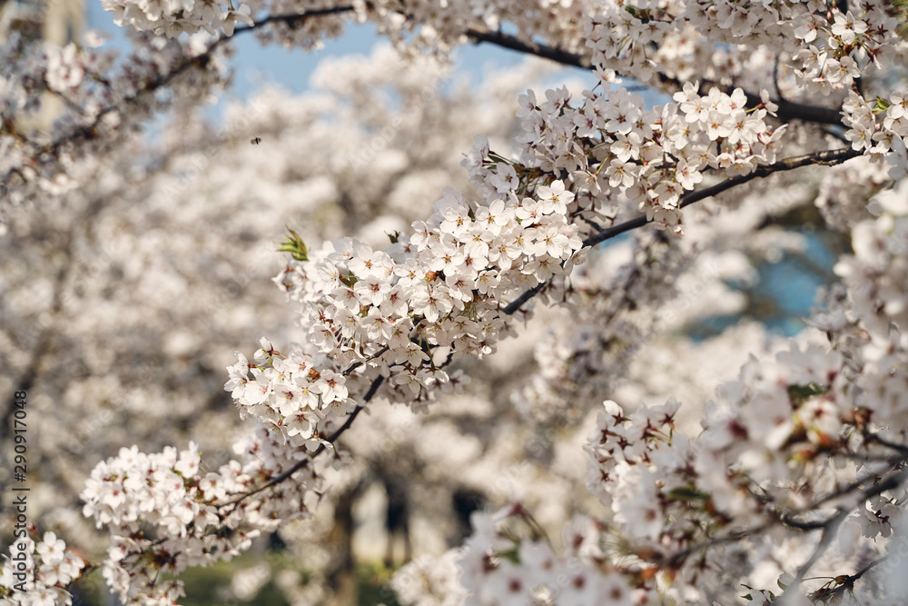 Sakura cherry tree blossoms white flowers Sakura cherry tree blossoms white flowers