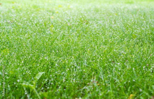 Dewy grass in the early morning