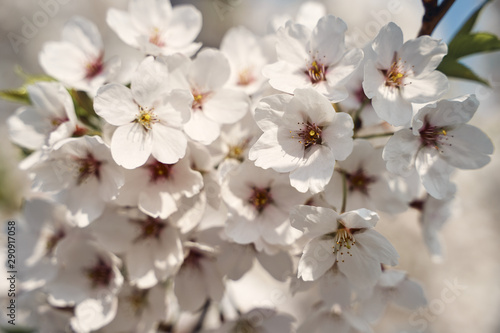 Sakura cherry tree blossoms white flowers