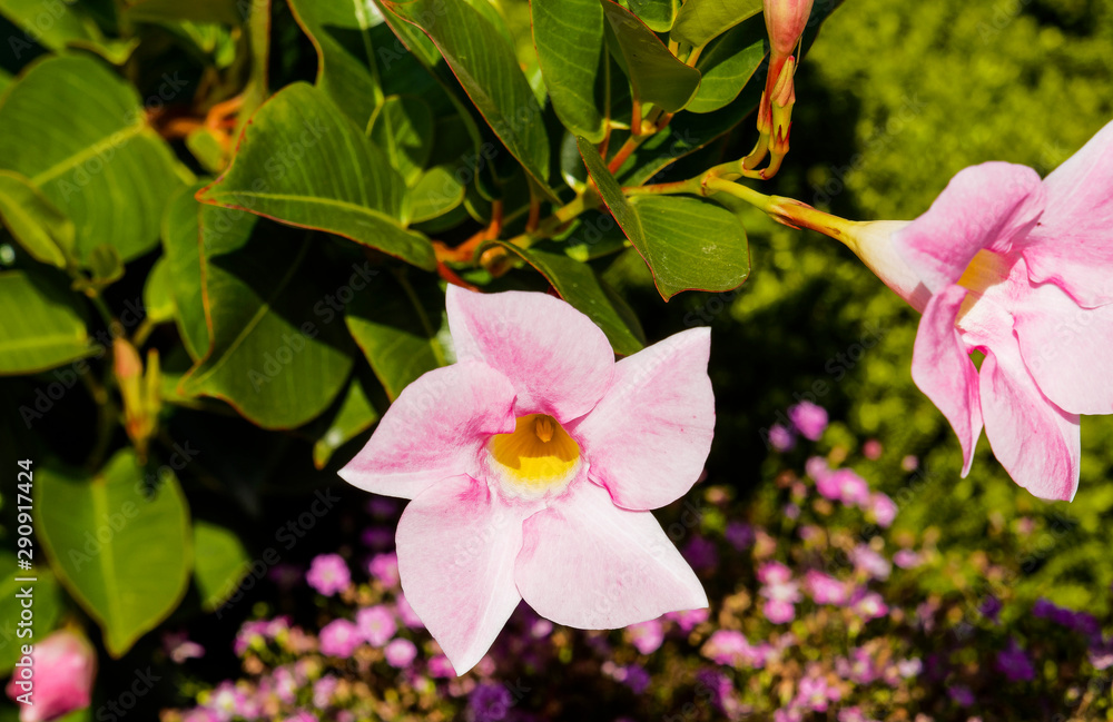 Fototapeta premium Mandevilla or dipladenia sanderi - Cultivar Dipladenia with pale pink flowers and yellowish throat