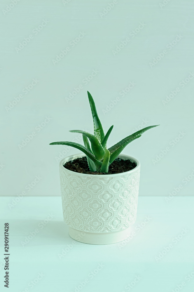 Fototapeta premium Aloe flower in a pot. Succulents Toning in color neo mint.