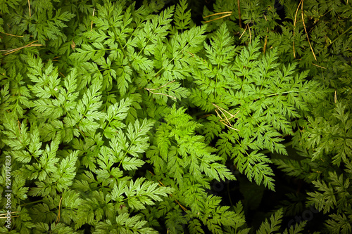 fern in forest close up