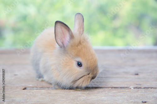 Brown cute baby rabbit on wood table. Adorable young bunny in lovely action. Famous small pet.