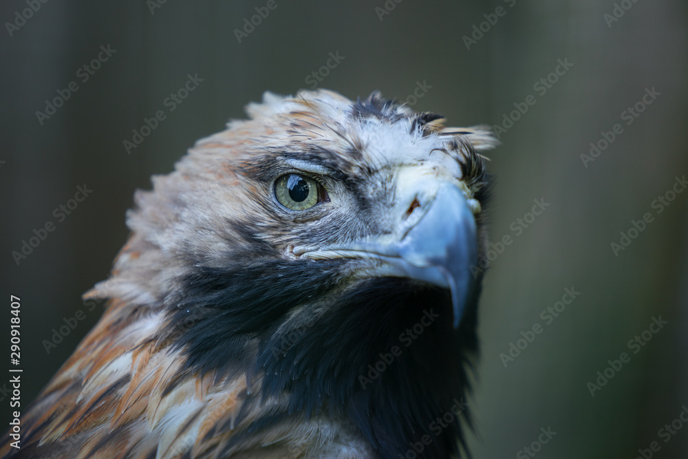 Fototapeta premium Portrait of the golden eagle (Latin: Aquila chrysaetos), one of the best-known birds of prey in the Northern Hemisphere. Majestic head of the beautiful hunter. Estonia, North Europe
