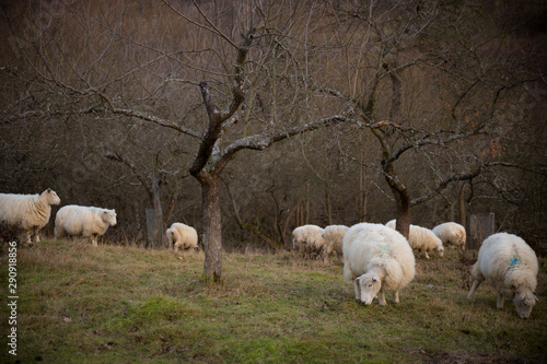 Sheep in old orchard, White carpathians, Slovakia