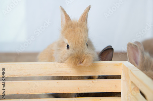 Brown cute baby rabbit on wood table. Adorable young bunny in lovely action. Famous small pet.