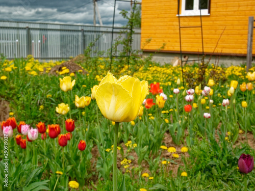 yellow Tulip in spring on a garden plot, Russia.