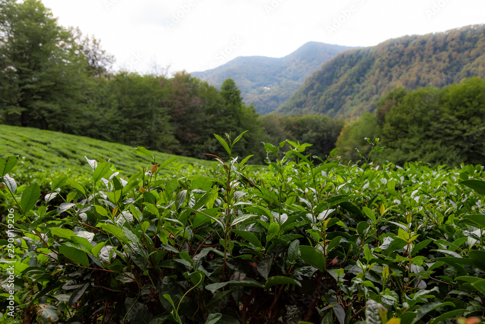 tea plantations in the mountains. Tea bushes. Tea plantations with mountain views. tea plantations in the mountains. Tea bushes. Tea plantations with mountain views.