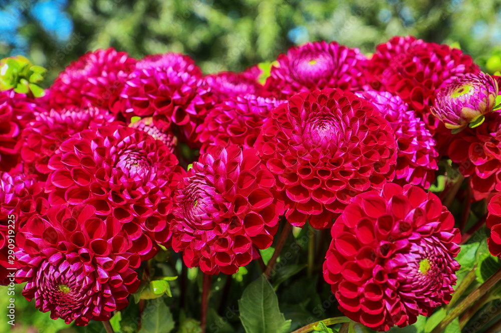 Flowers cultivation in Bavaria:close up of perfect dahlia flower heads harvested in summer and ready for the floral market Flowers cultivation in Bavaria:close up of perfect dahlia flower heads harvested in summer and ready for the floral market