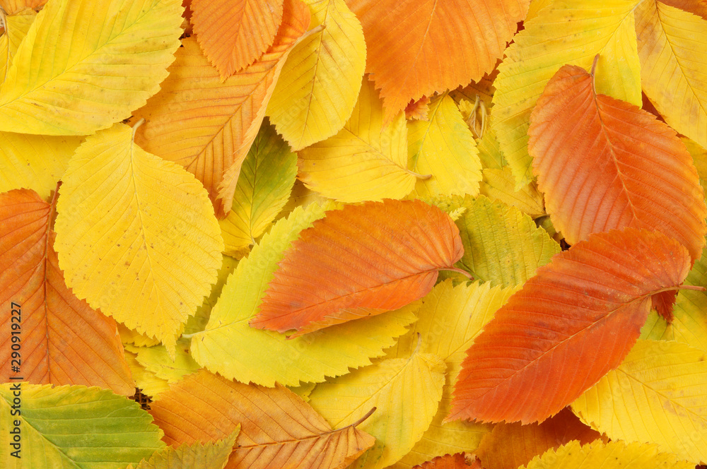 Autumn elm leaves background Autumn elm leaves background