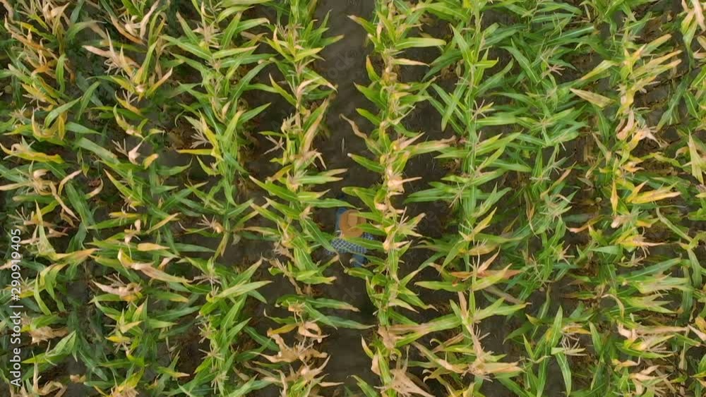 Man in Hat Walking Through Corn Field and Examining Crop. Aerial View Directly Above a Farmer Monitoring His Corn With. Corn Field Farmer Landscape Nature Agriculture Growth Drone Footage Man Man in Hat Walking Through Corn Field and Examining Crop. Aerial View Directly Above a Farmer Monitoring His Corn With. Corn Field Farmer Landscape Nature Agriculture Growth Drone Footage Man