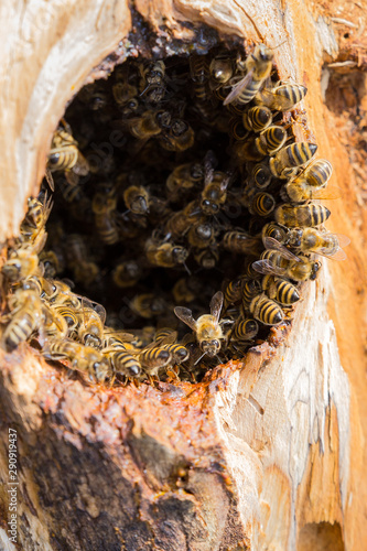 Wild bees in beehive in a tree