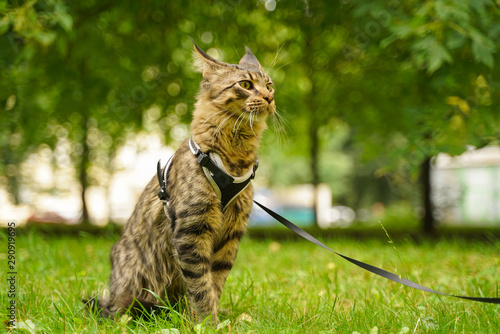 Beautiful grey maine coon cat in leash and harness walking in the city park on the green grass