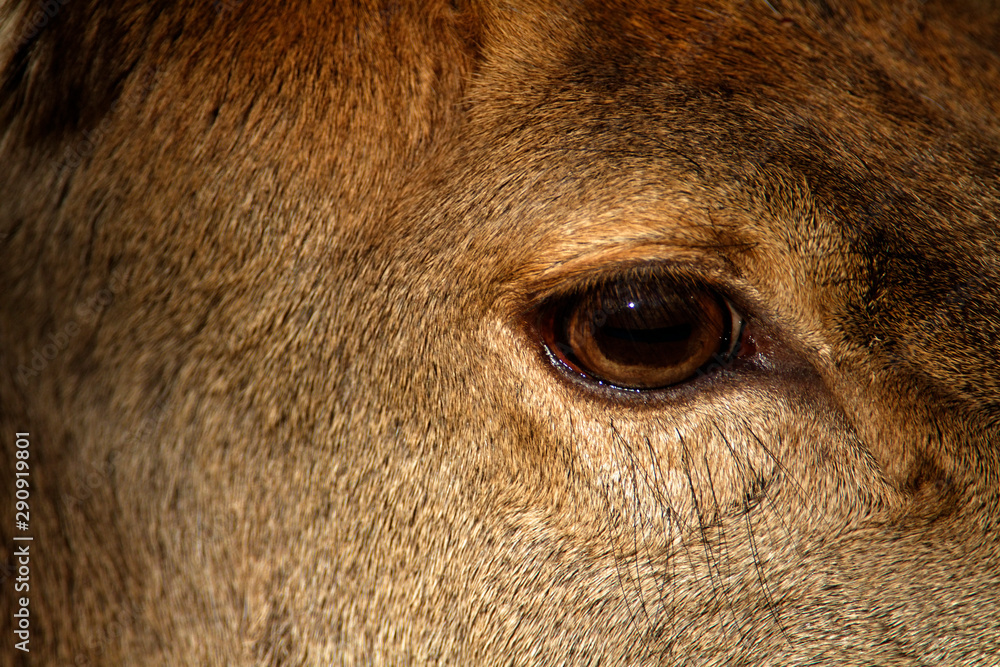 Red deer hind from Kopački rit, Croatia