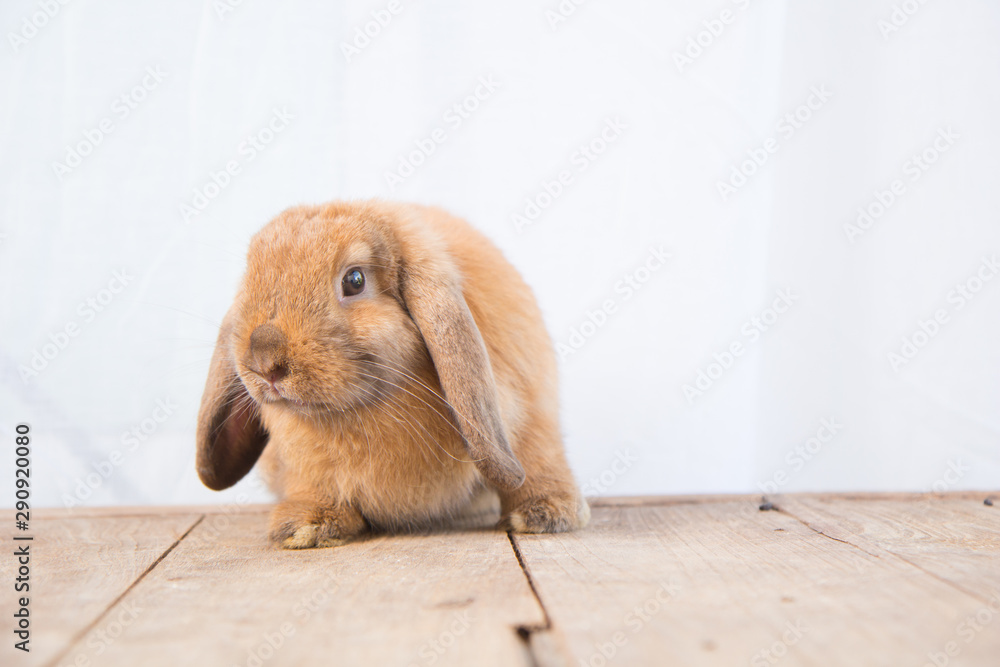 Fototapeta premium Brown cute baby rabbit on wood table. Adorable young bunny in lovely action. Famous small pet.