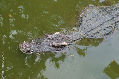 Dangerous crocodile in lake water