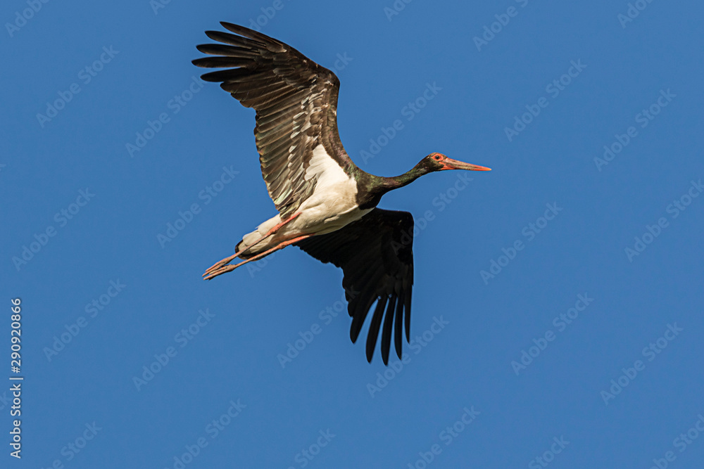 Fototapeta premium black stork from Kopački rit Nature Park, Croatia