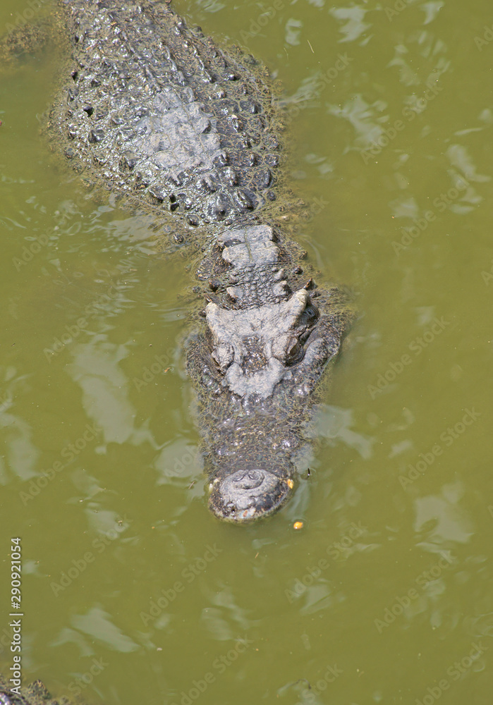 Big dangerous crocodile in lake water Big dangerous crocodile in lake water