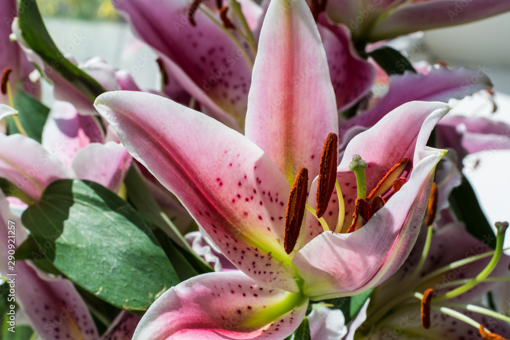 Obraz premium pink lily