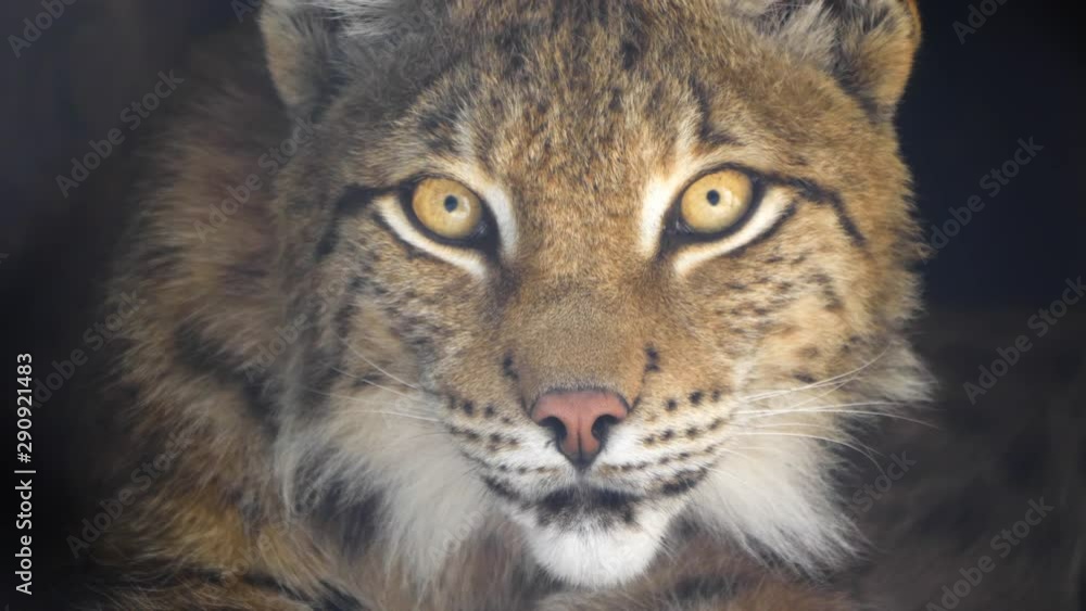 Lynx looks with predatory eyes from the shelter. Lynx looks with predatory eyes from the shelter.