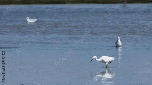 aigrette garsette  egretta garzetta 