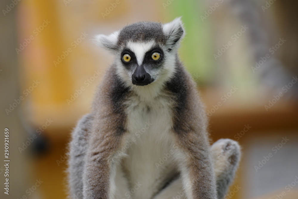 Obraz premium ワオキツネザル