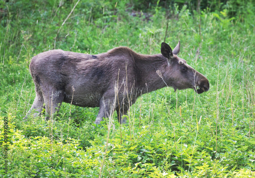 Moose bull grazes in the greenery of Swedish nature Moose bull grazes in the greenery of Swedish nature
