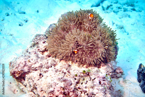 false clown anemonefish © Metha