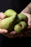 Close-up of hands offering fresh and raw green pears (variety conference, Pyrus communis conference). Dark background with space to insert your text.