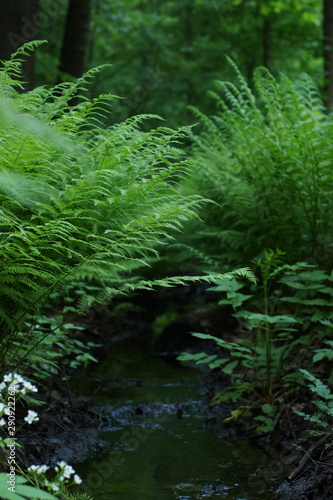 A small brook flows in the forest between the bushes of green fern