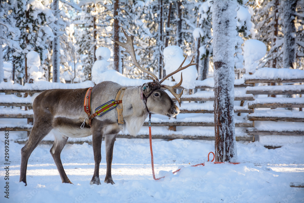 reindeer in winter reindeer in winter