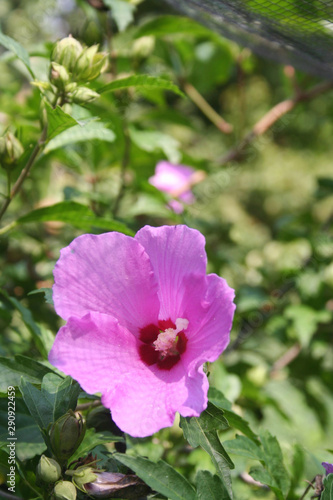 PInk flowers of Hibiscus syriacus or Rose of Sharon in the garden. Rose of Sharon bush in bloom on summer