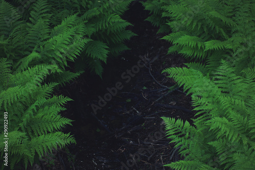 Foto Dark space for your text between large bushes of green fern