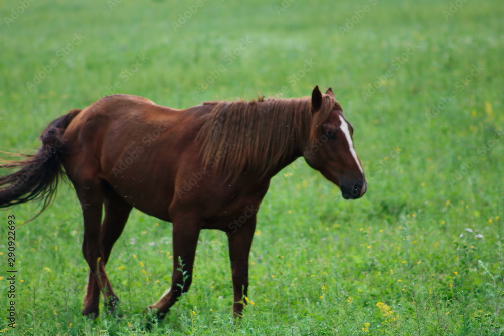 horse in the field