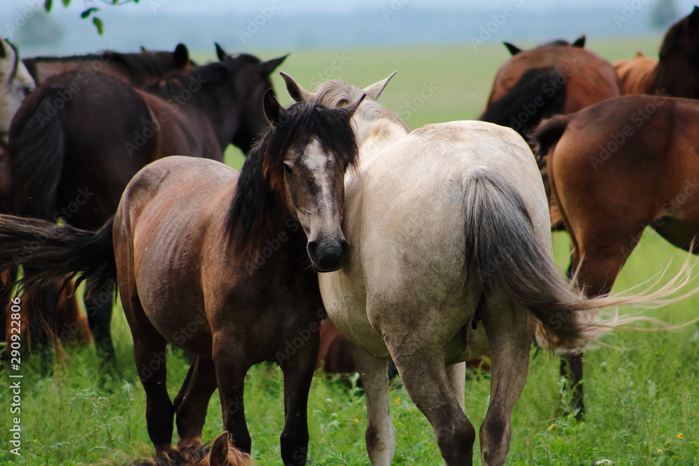 Fototapeta premium herd of horses on pasture