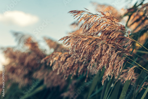 Reeds near the lake blowing in the wind at golden sunset light.