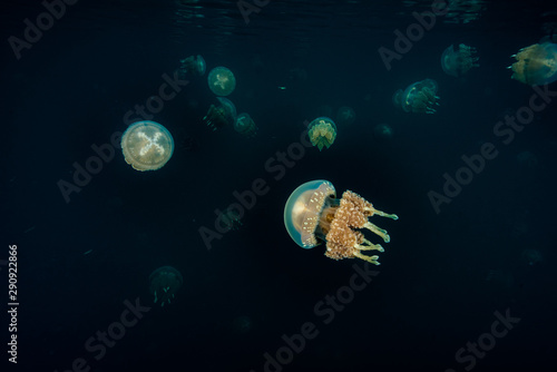 Palau Jellyfish Lake (Mastigias cf. papua etpisoni)