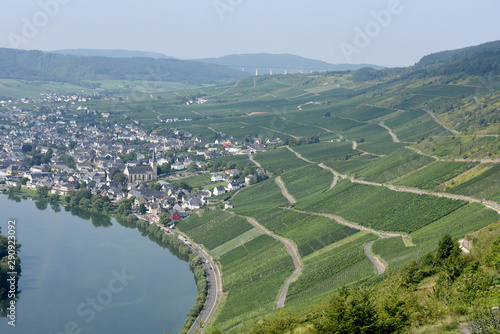 Weinberg, Kroever Nacktarsch, Grosslage, Mosel photo