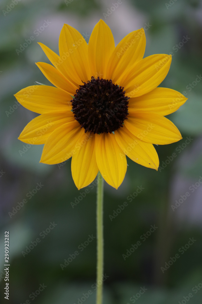Fototapeta premium closeup of a sunflower