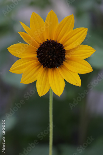 Fototapeta Naklejka Na Ścianę i Meble -  closeup of a sunflower