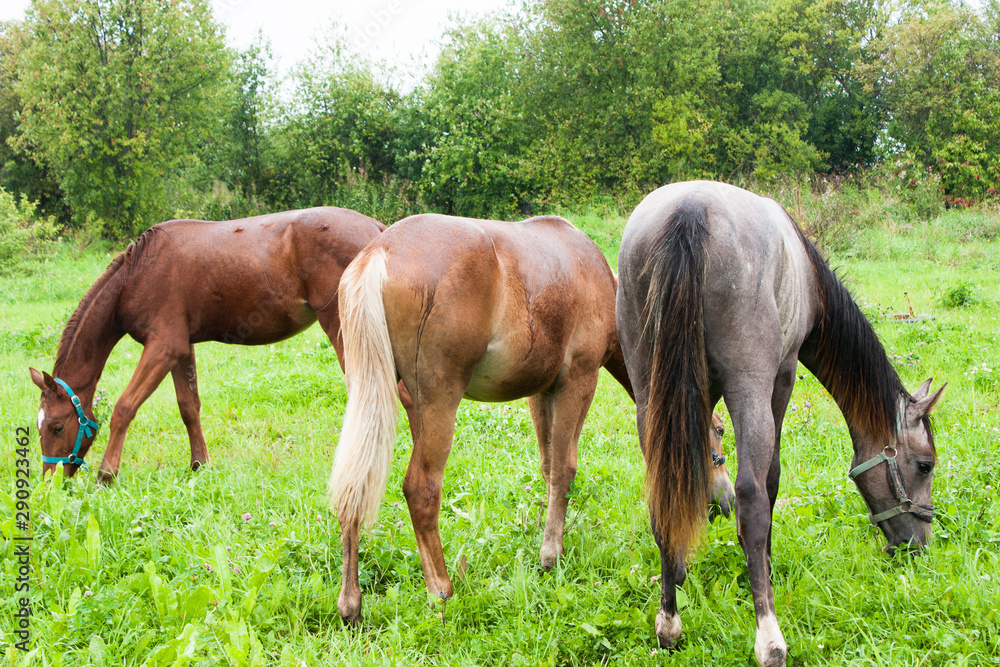 young horses graze in the rain on green grass, selective focus young horses graze in the rain on green grass, selective focus