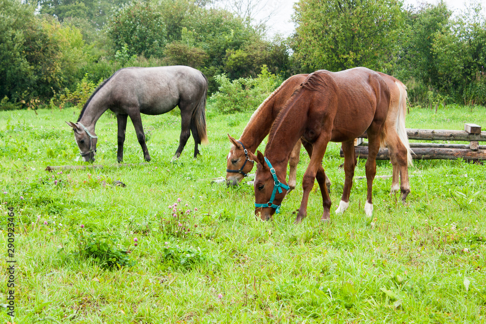 young horses graze in the rain on green grass, selective focus