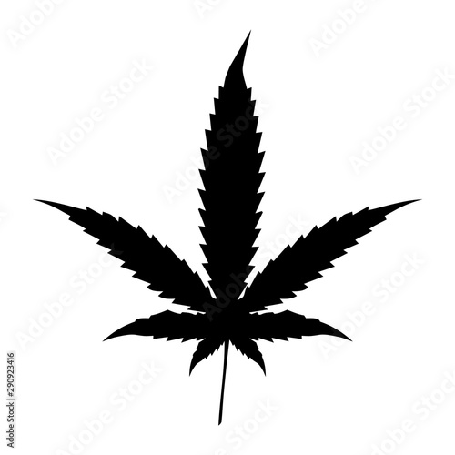 Cannabis Leaves isolated on white background