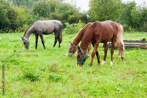 young horses graze in the rain on green grass, selective focus © Isolda