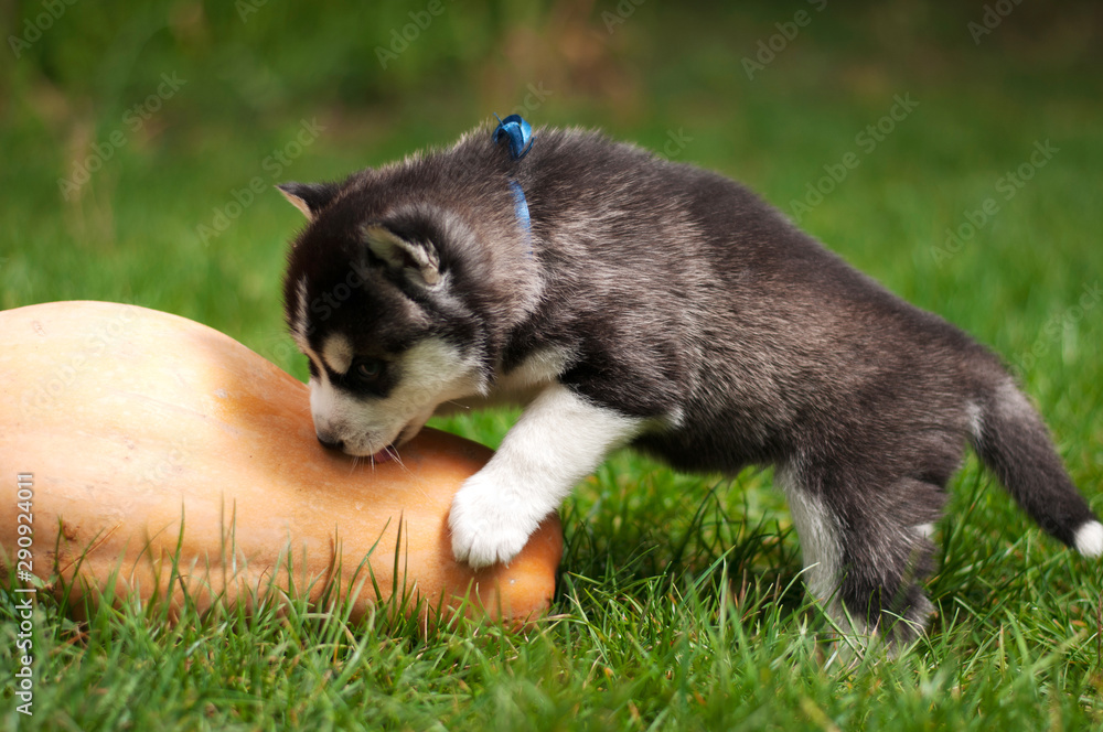 Fototapeta premium The Huskies play on the green grass
