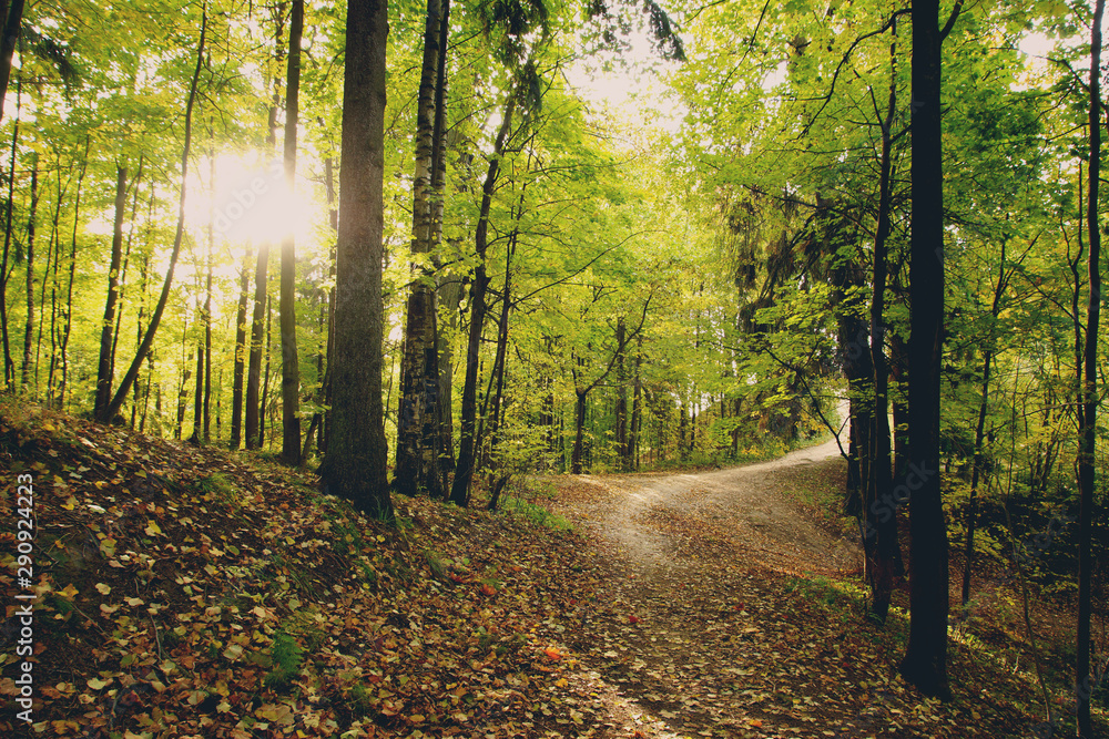 Obraz premium The morning sun makes its way onto a path covered with leaves in a park